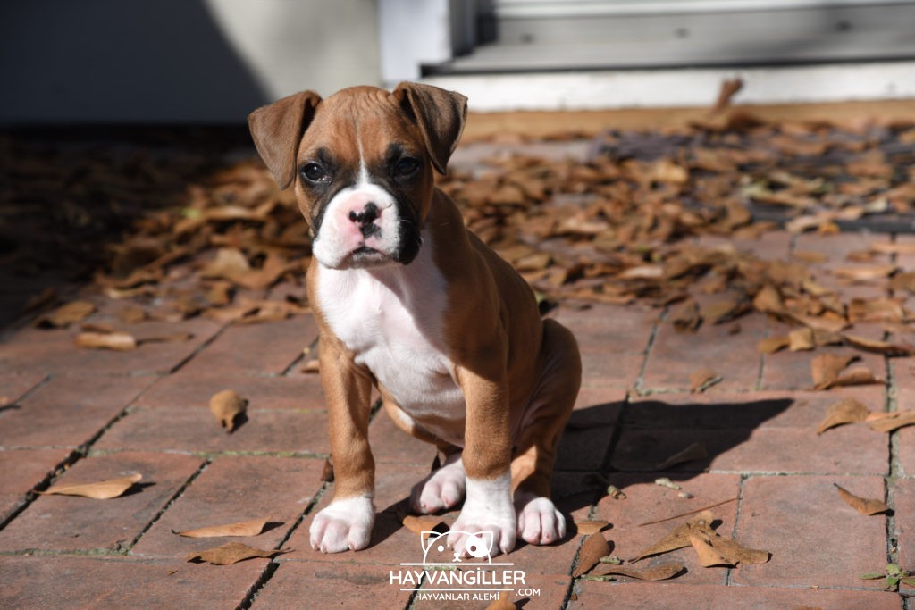Boxer Köpek Cinsi Boxer Köpek Cinsi
